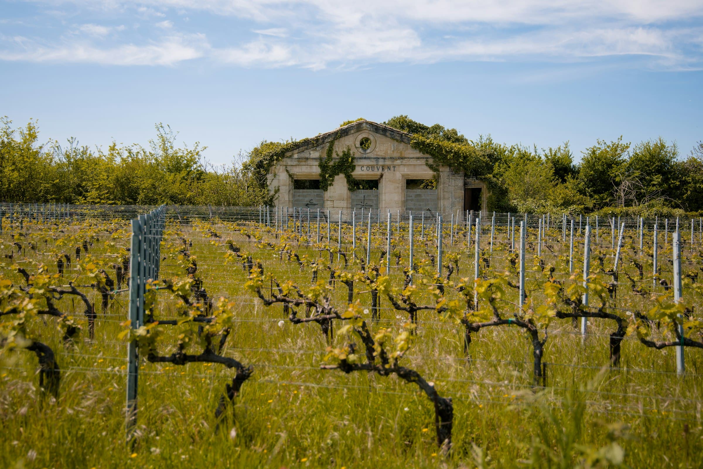 Des rangs de vigne encore jeunes dans l’herbe haute, une petite bâtisse de pierre au toit couvert de mousse au fond, sous un ciel de plein jour
