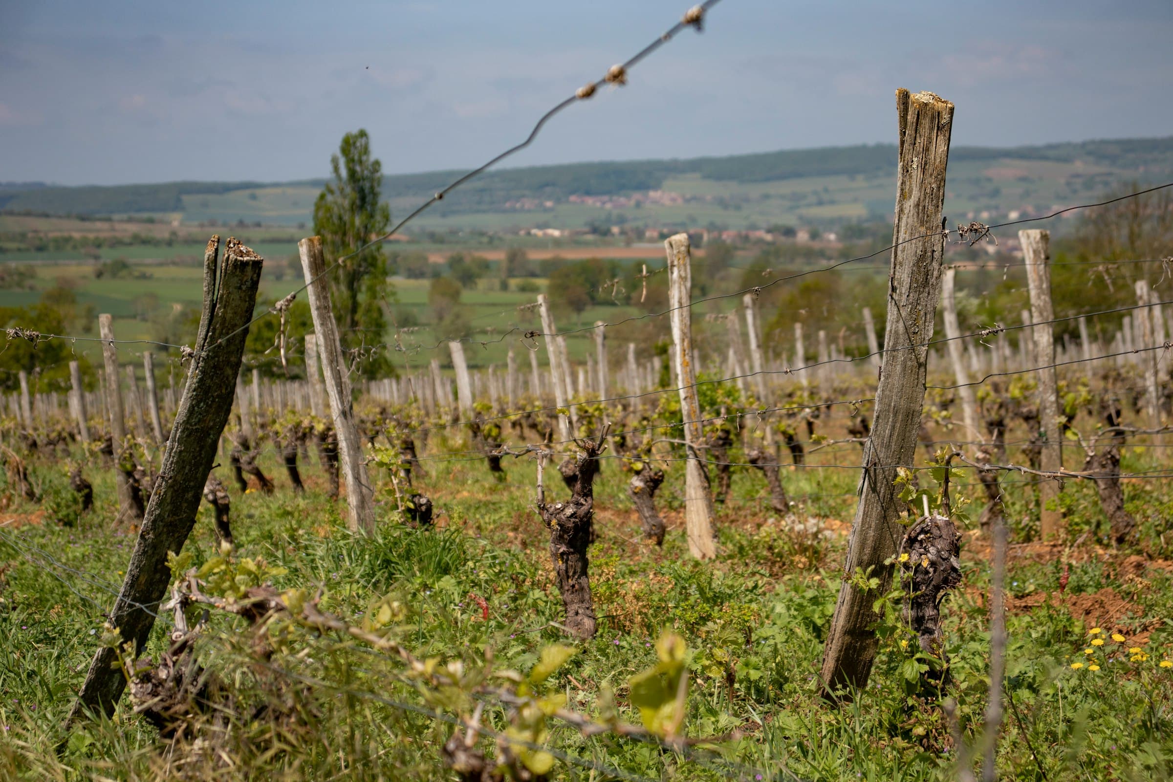 Un vignoble de coteau en fin de saison, rangs d’échalas et feuilles rousses, les collines s’étageant au loin sous un ciel pâle